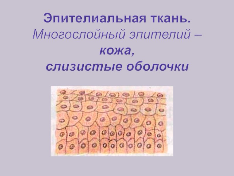 Эпителиальная ткань. Многослойный эпителий – кожа, слизистые оболочки